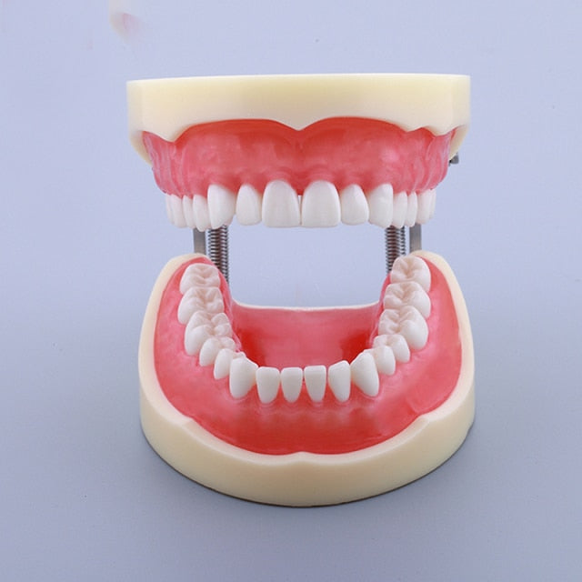 Dental Teaching Resin Reeth.