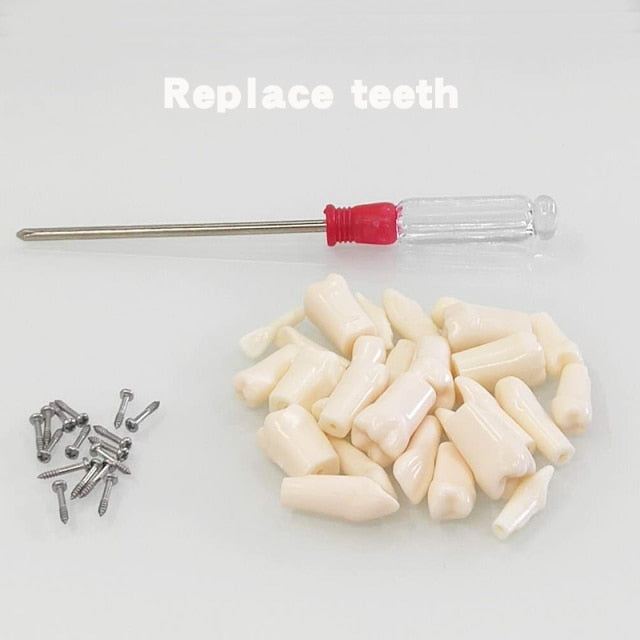 Dental Teaching Resin Reeth.